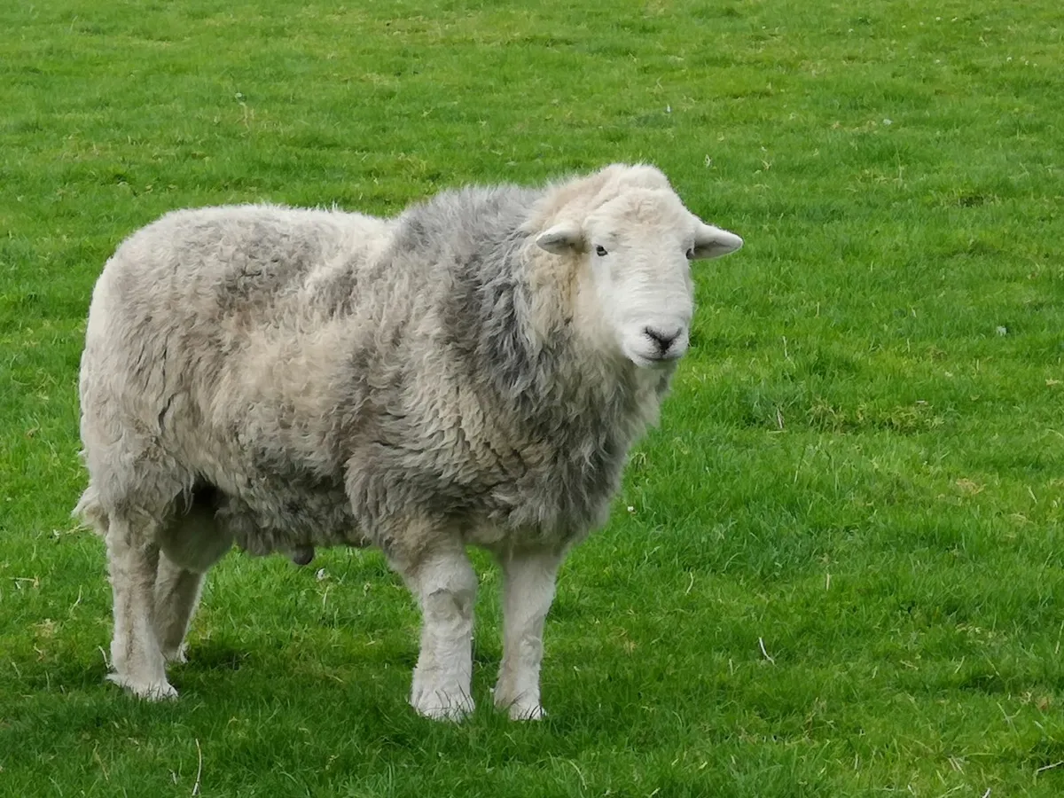 4 +5 YR OLD PEDIGREE HERDWICK RAMS - Image 3
