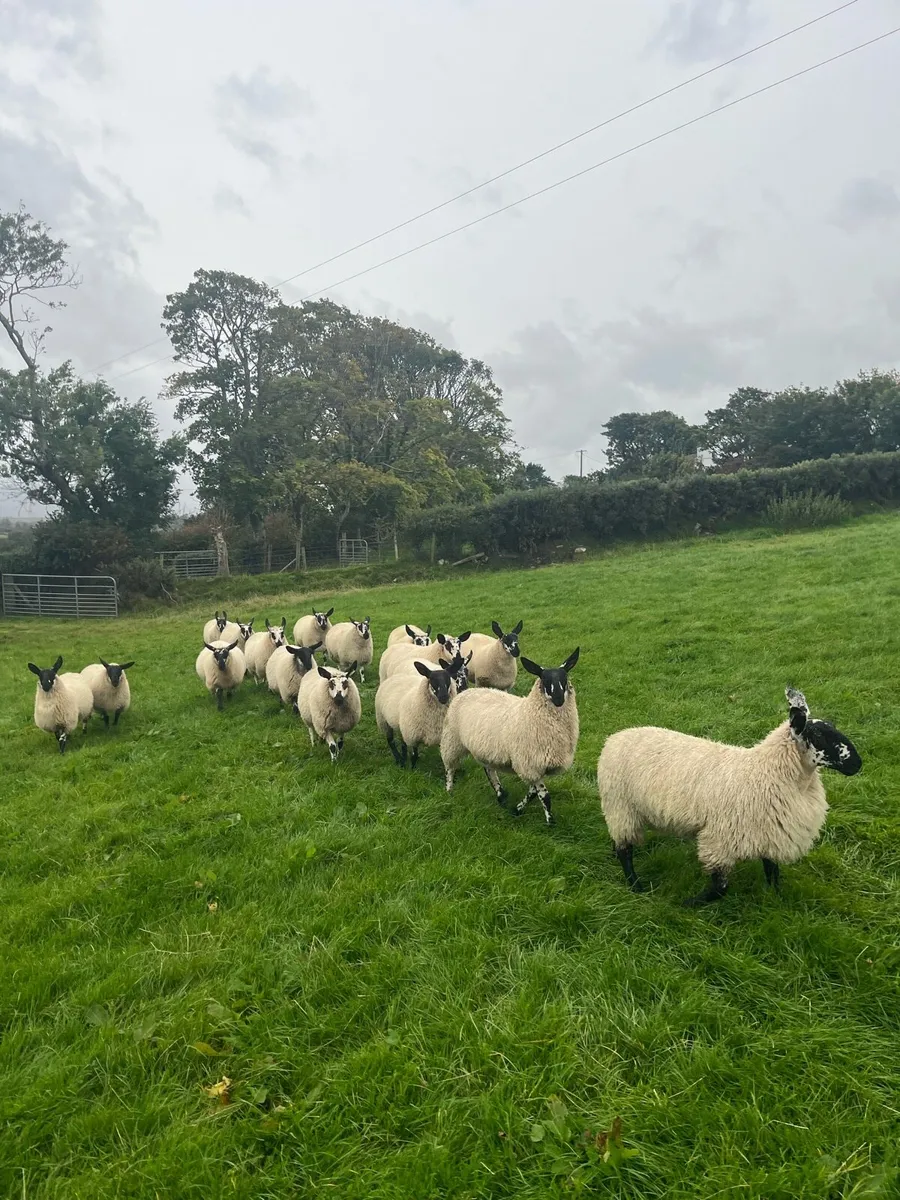 Sheep for Milford mart Monday night - Image 1