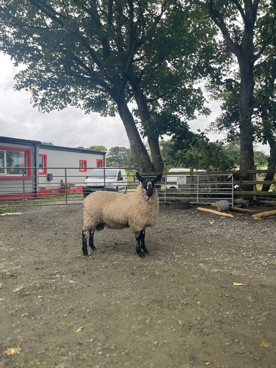 Sheep for Milford mart Monday night - Image 4