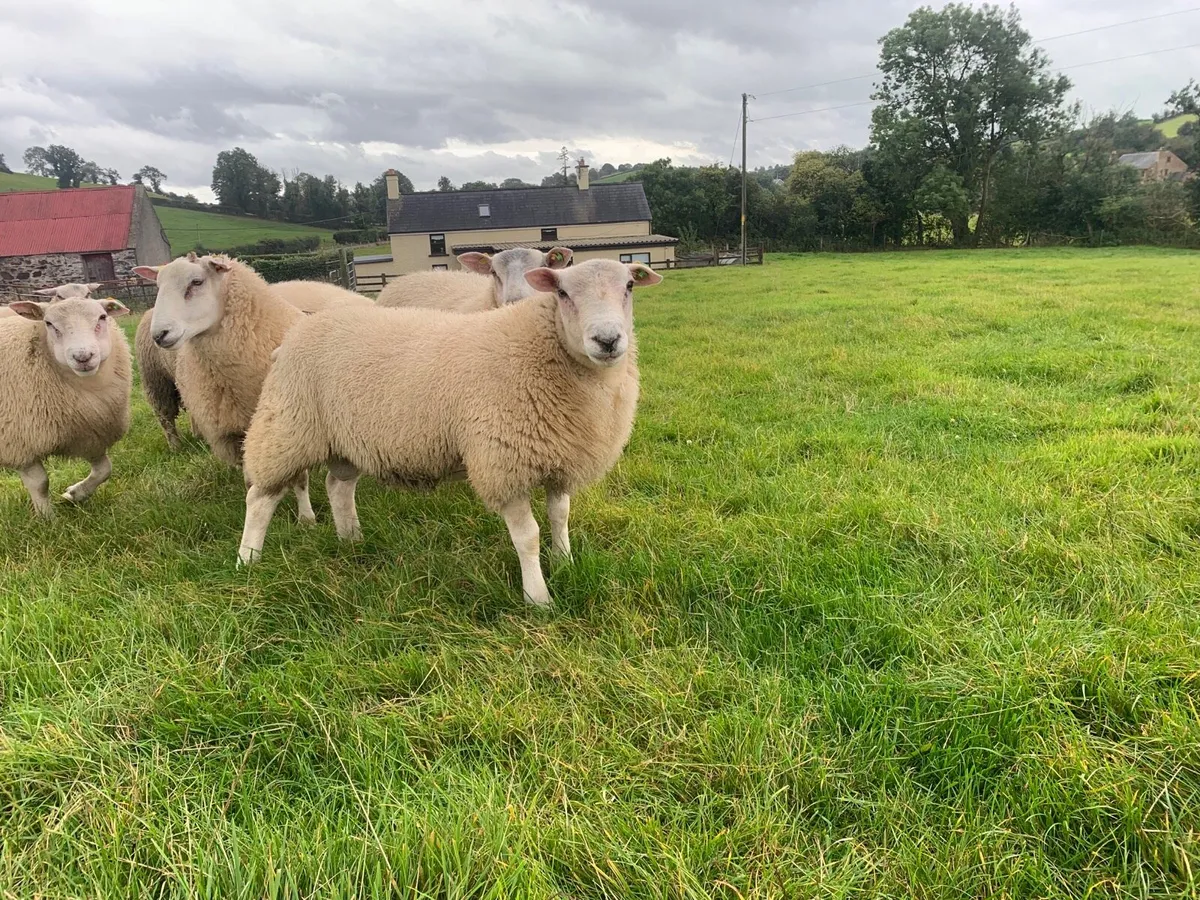 Pedigree Belclare Ram Lambs - Image 3
