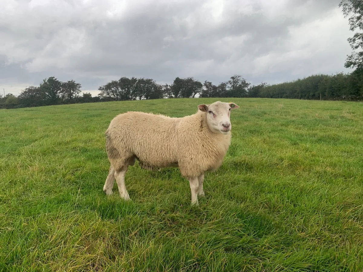 Pedigree Belclare Ram Lambs - Image 4