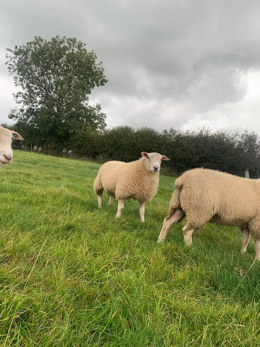 Pedigree Belclare Ram Lambs - Image 1