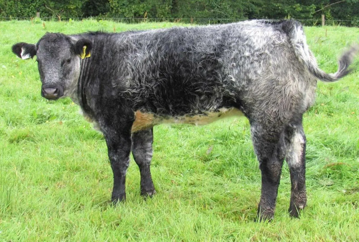 U Grade BB 5* Rep Heifers - Image 1