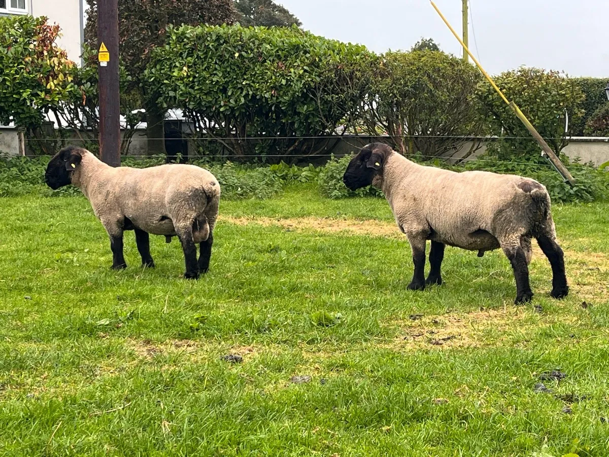 Purebred Suffolk rams - Image 2