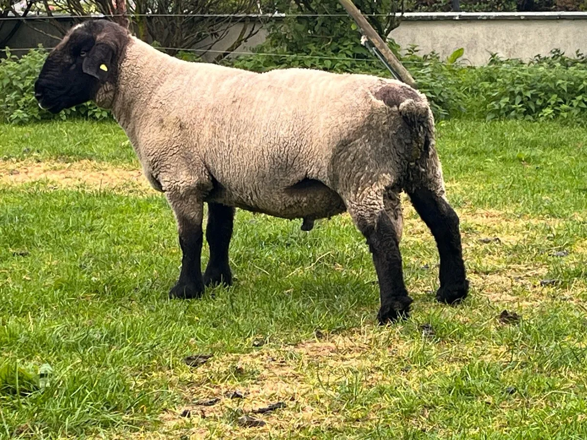 Purebred Suffolk rams - Image 3