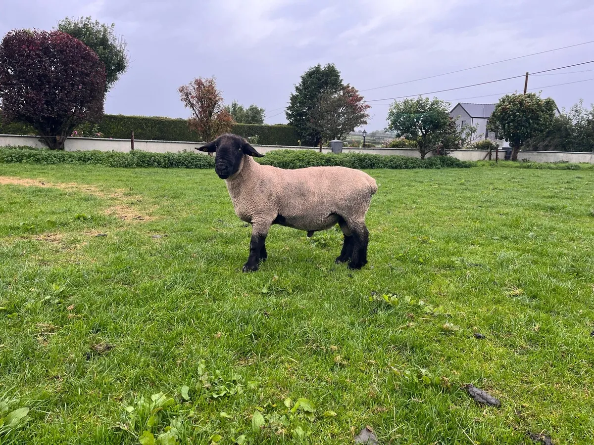 Purebred Suffolk rams - Image 4