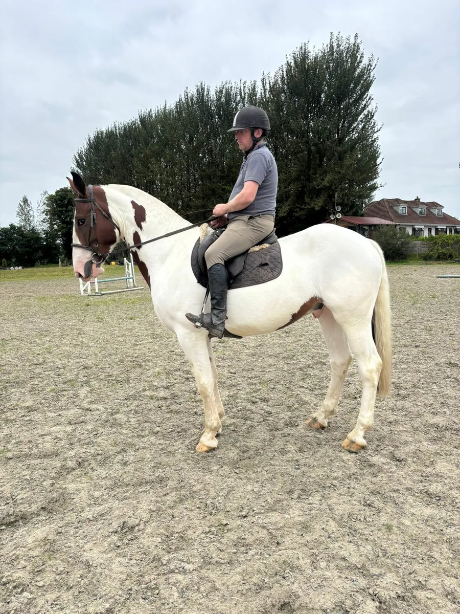 4 yr old gelding - Image 3