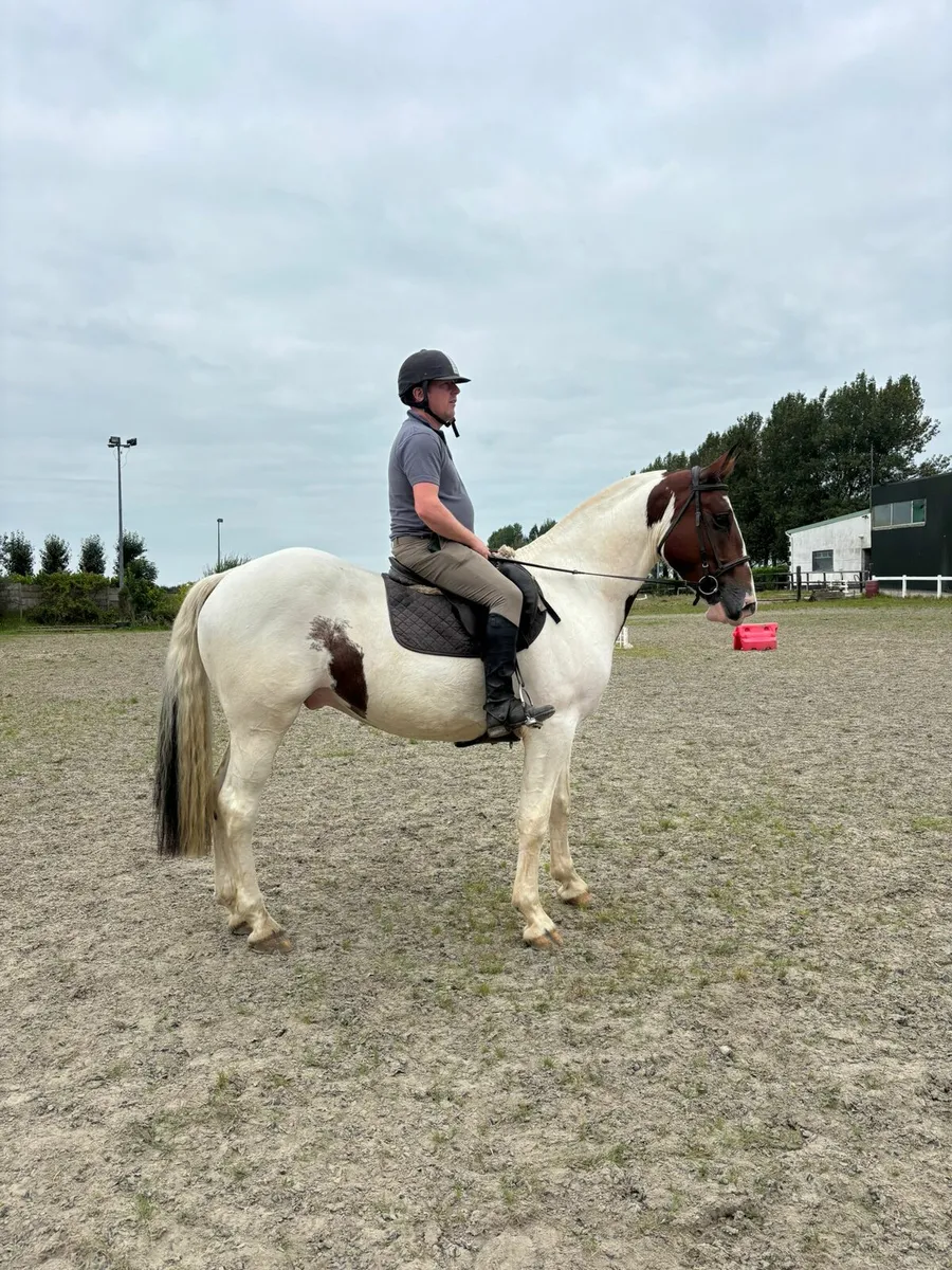 4 yr old gelding - Image 4