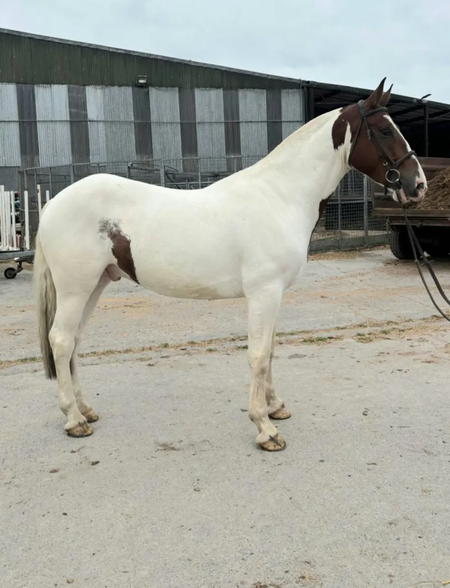 4 yr old gelding - Image 1