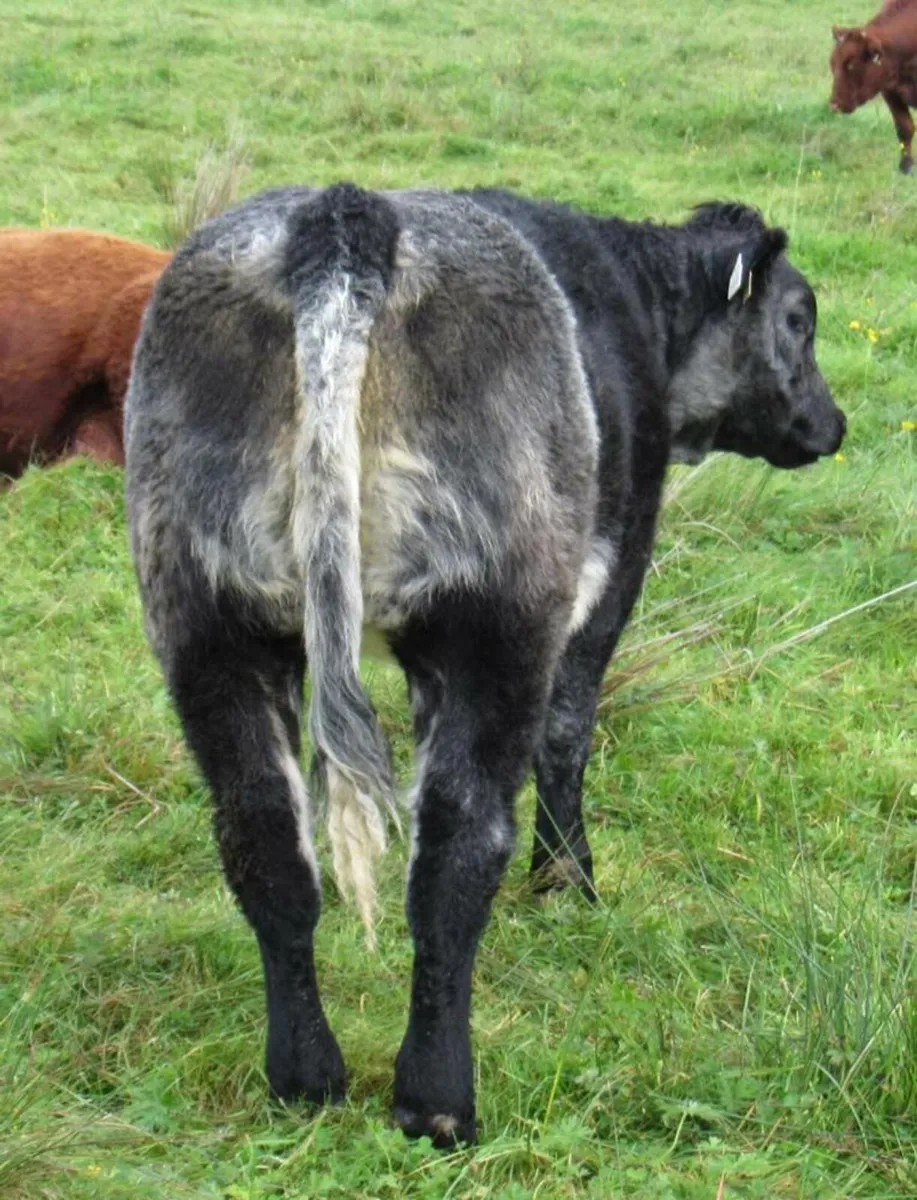 U Grade BB 5* Rep Heifers - Image 3