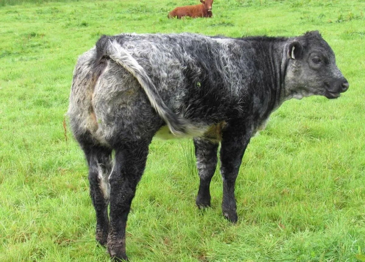 U Grade BB 5* Rep Heifers - Image 4