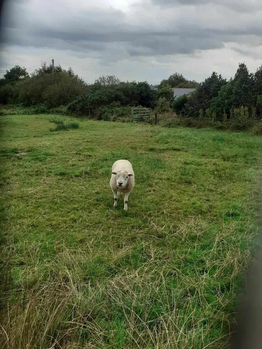 3 yr old texal ram - Image 3