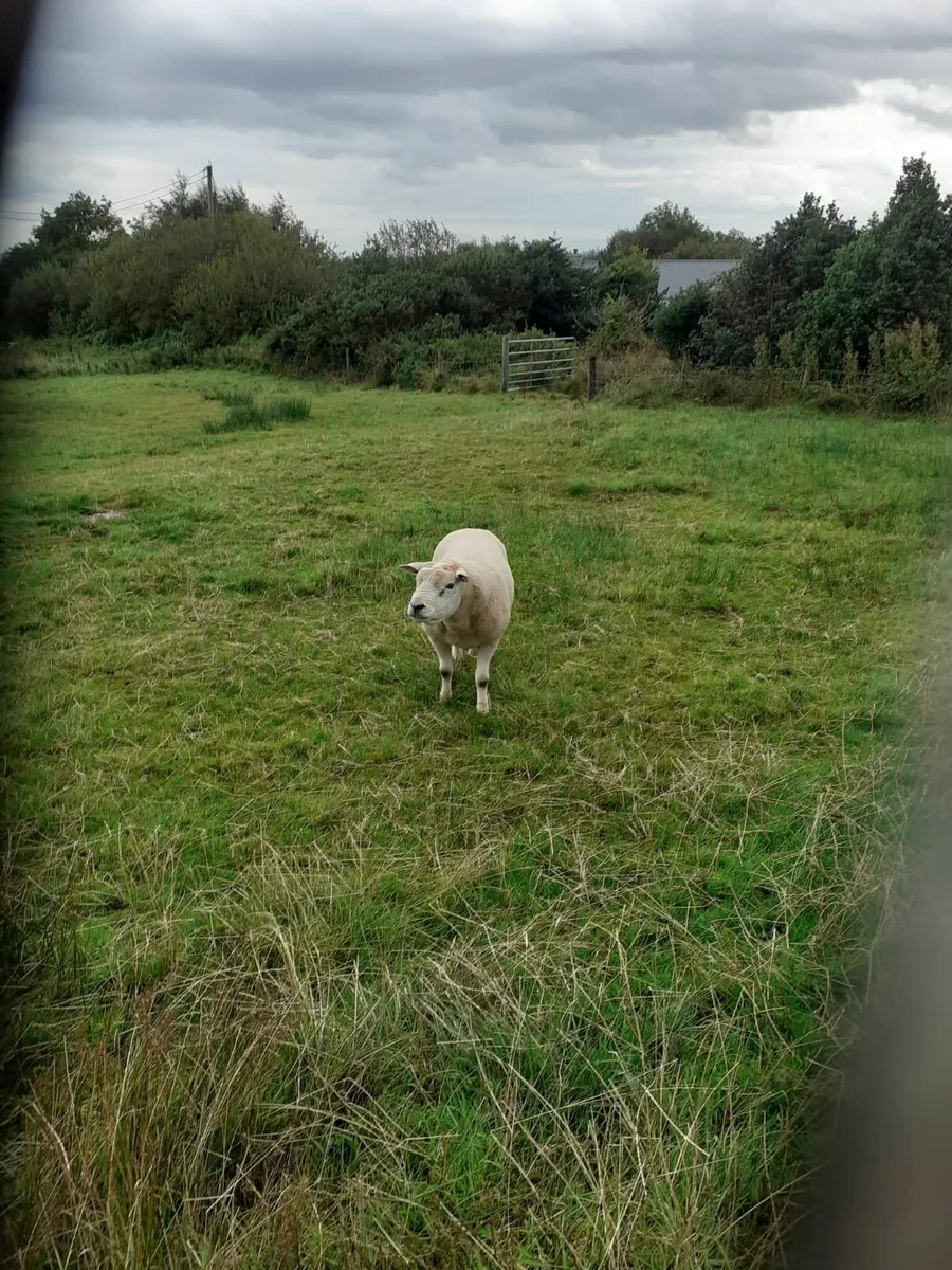 3 yr old texal ram - Image 4