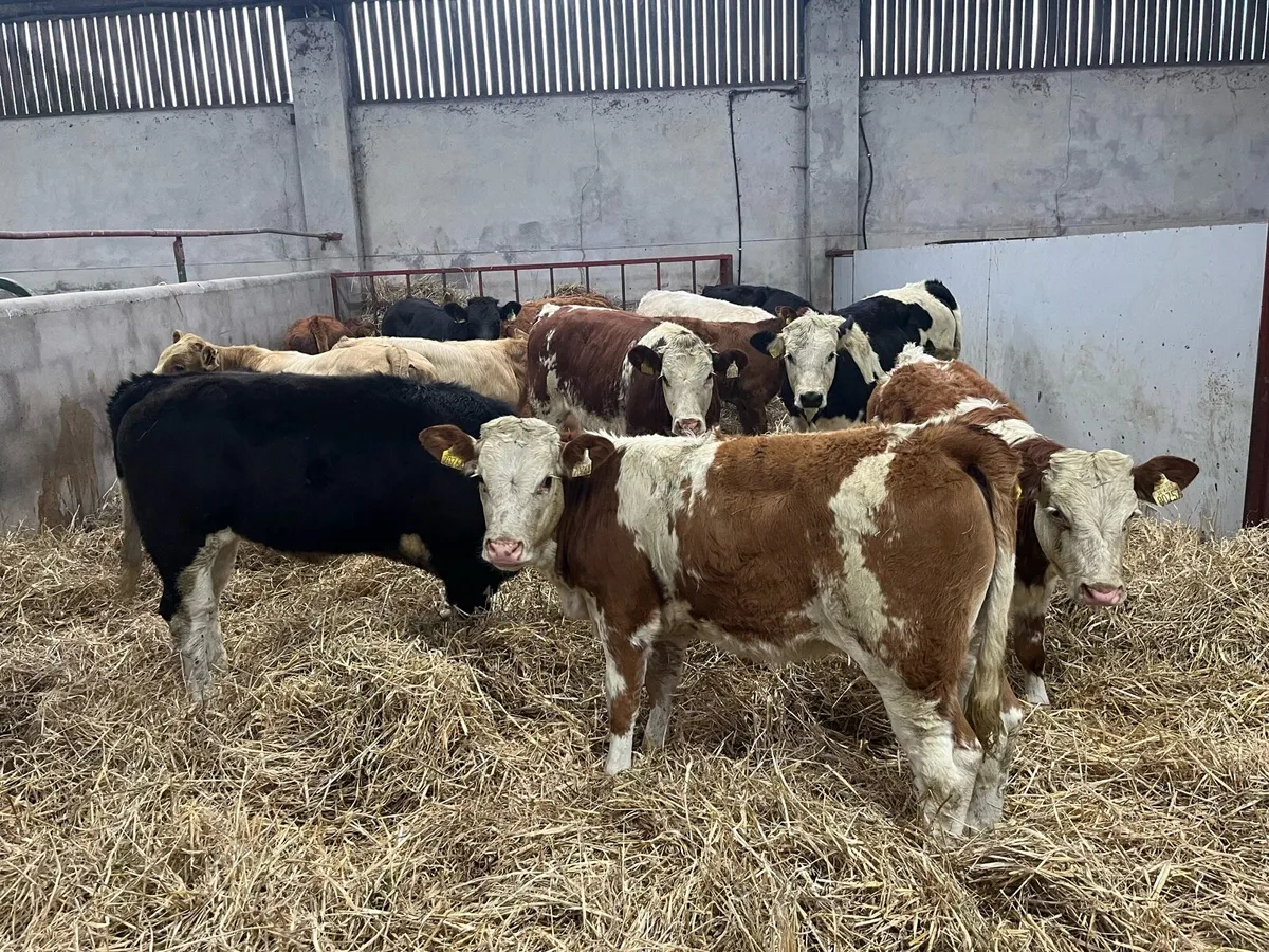 FRESH RUNNERS & WEANLINGS NOW IN!!! - Image 1