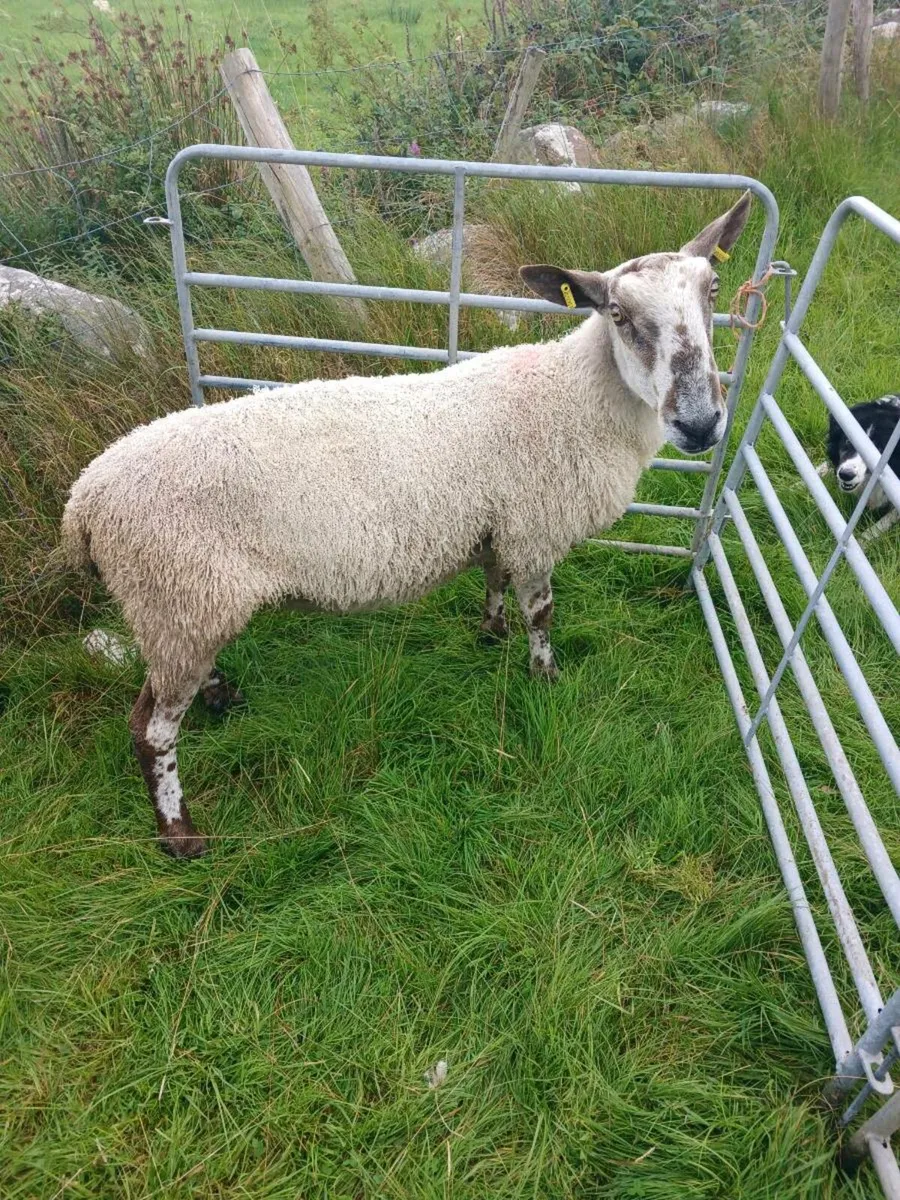 Ram - Image 3