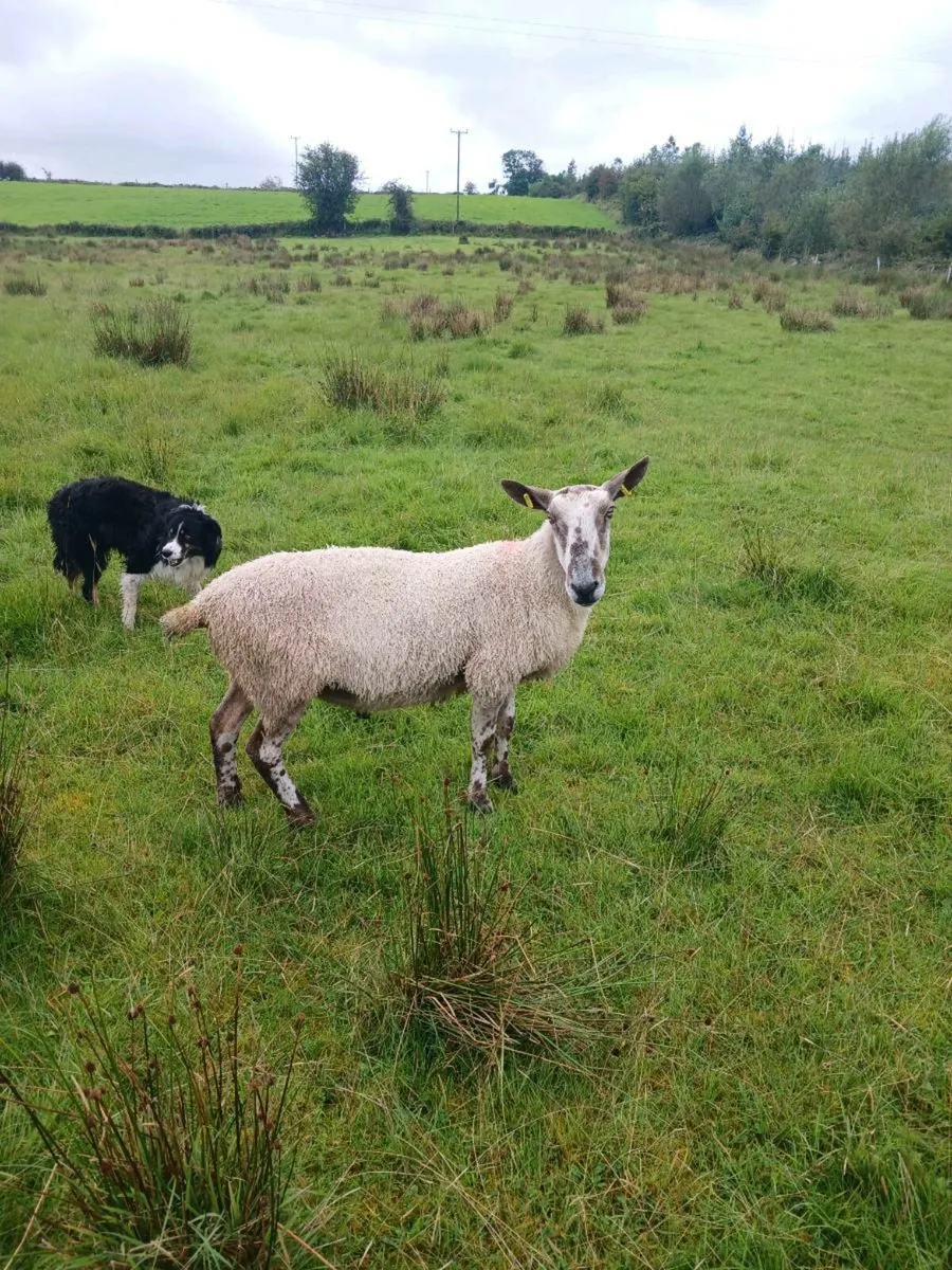 Ram - Image 1