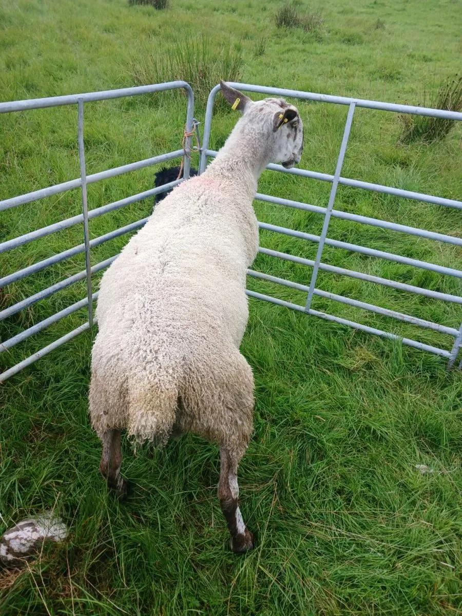Ram - Image 4