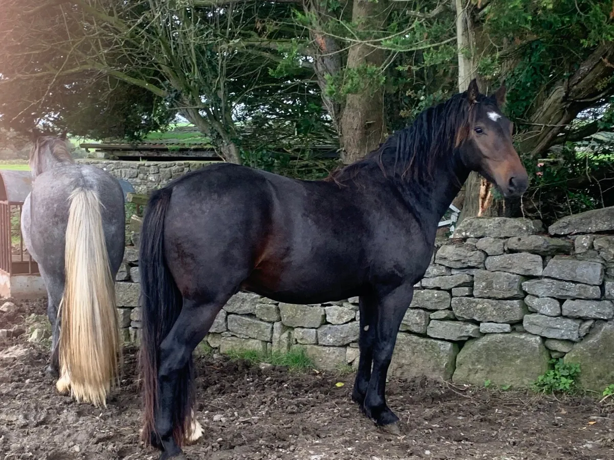 3 Yrs old  gelding - Image 2