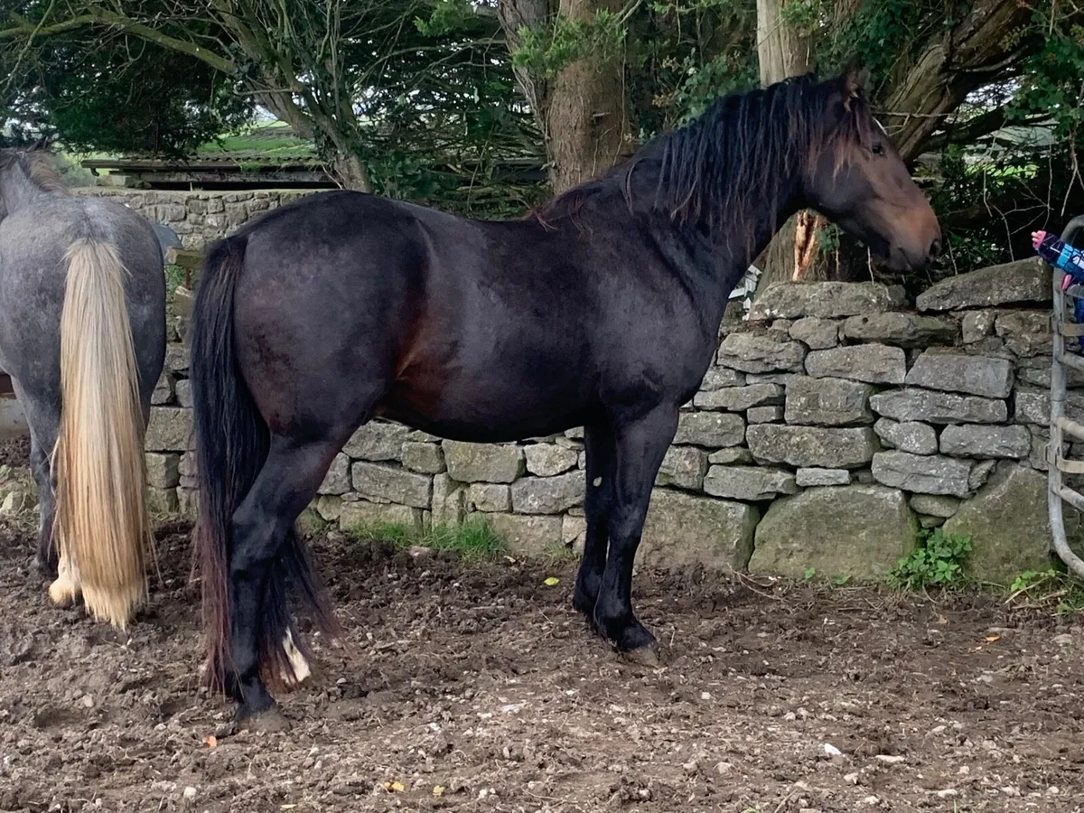 3 Yrs old  gelding - Image 3