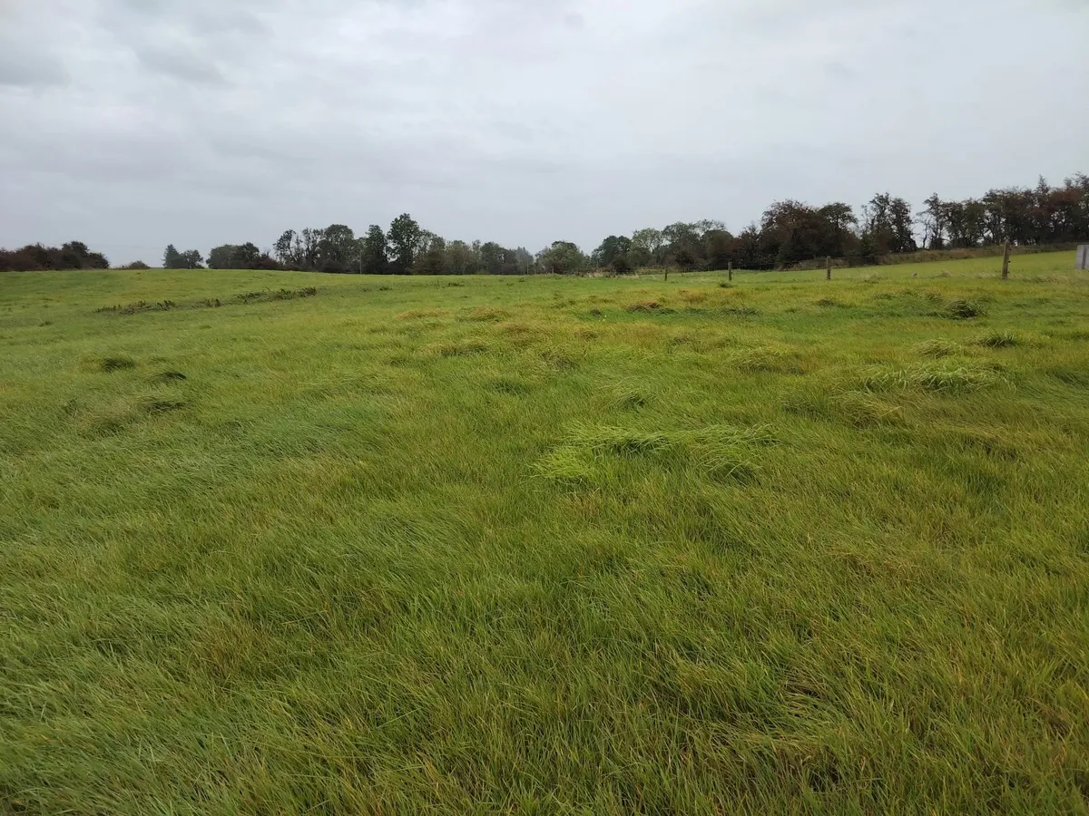 Grazing for sheep - Image 3
