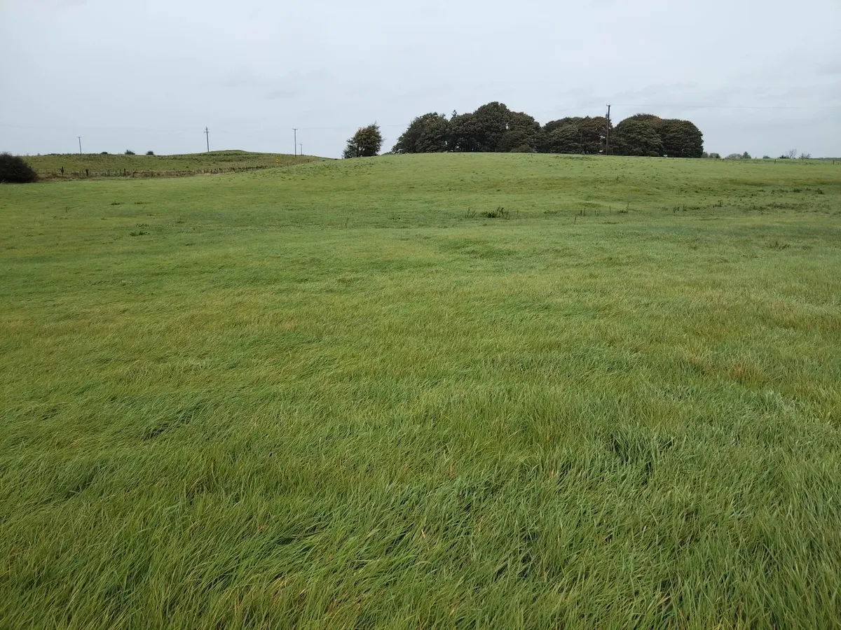 Grazing for sheep - Image 4