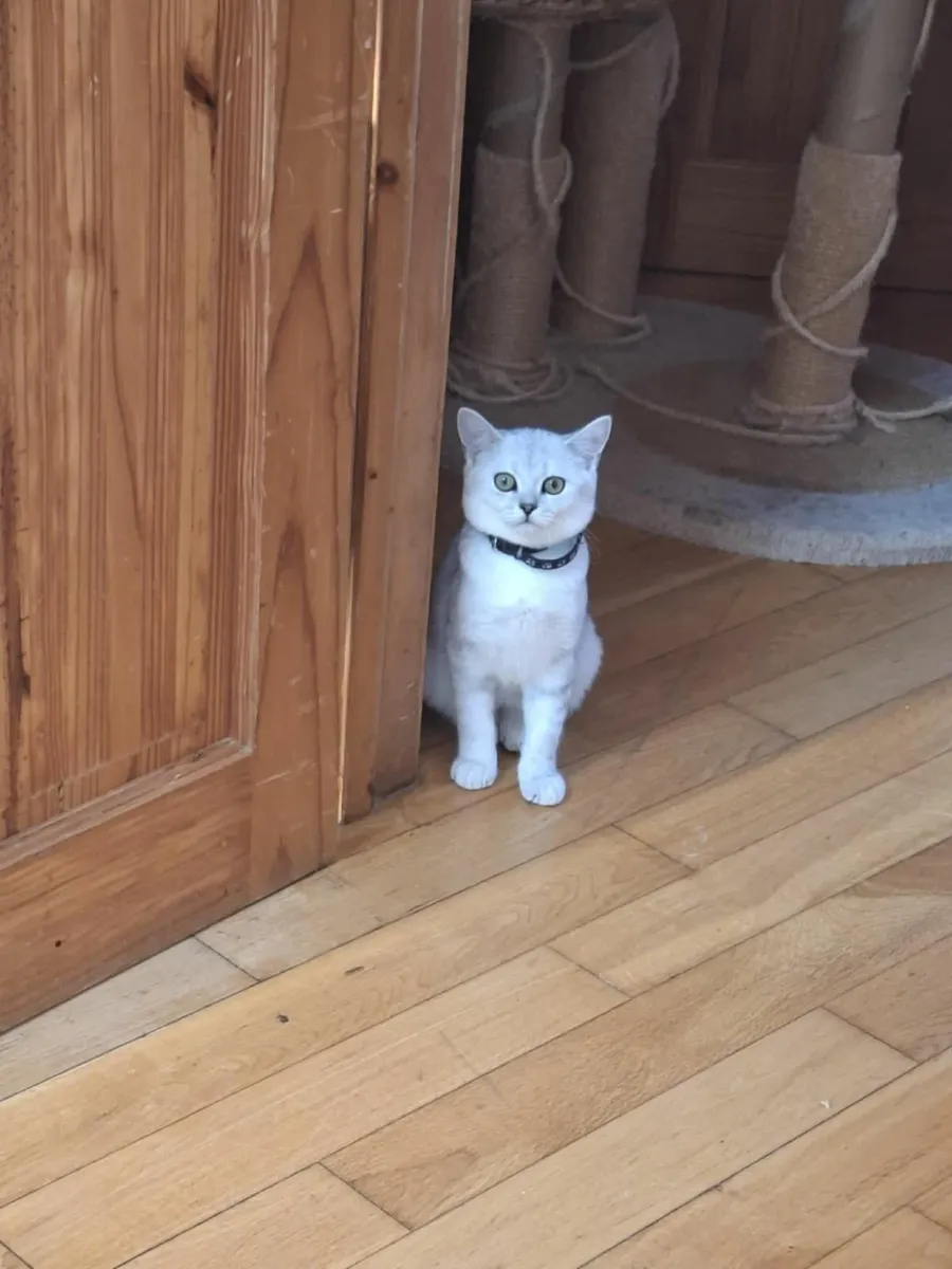 Cat - Image 2
