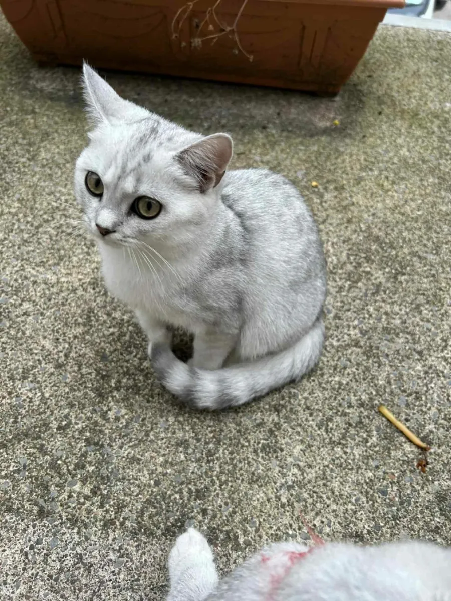 Cat - Image 3
