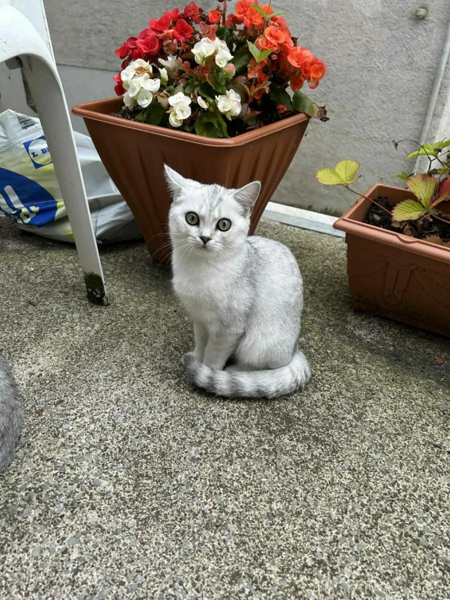 Cat - Image 4