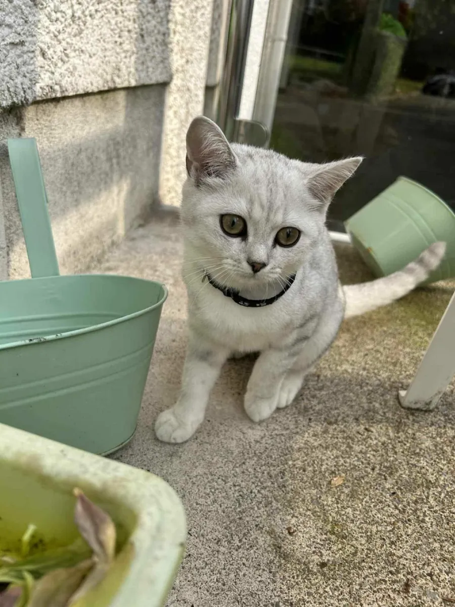 Cat - Image 1