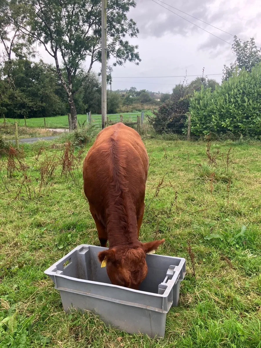 Heifer - Image 2