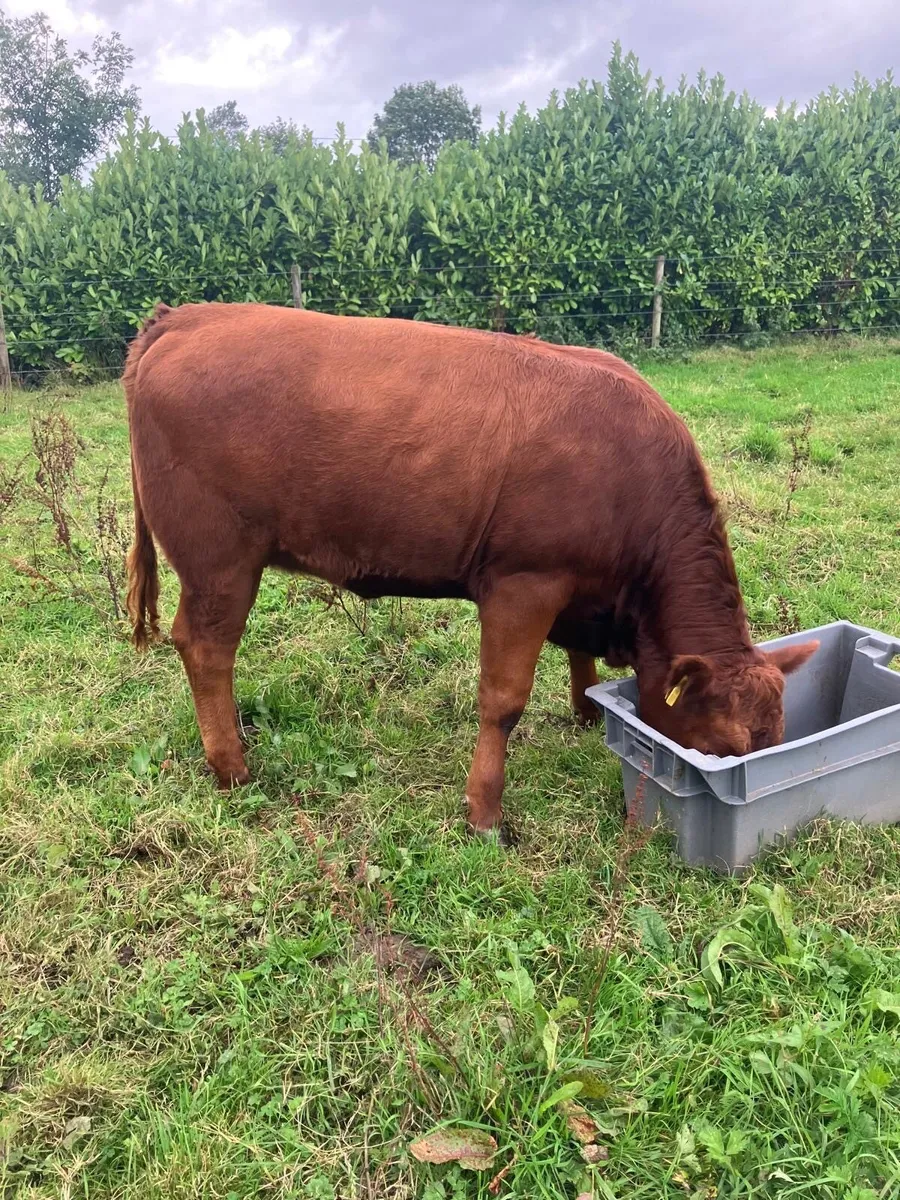 Heifer - Image 3