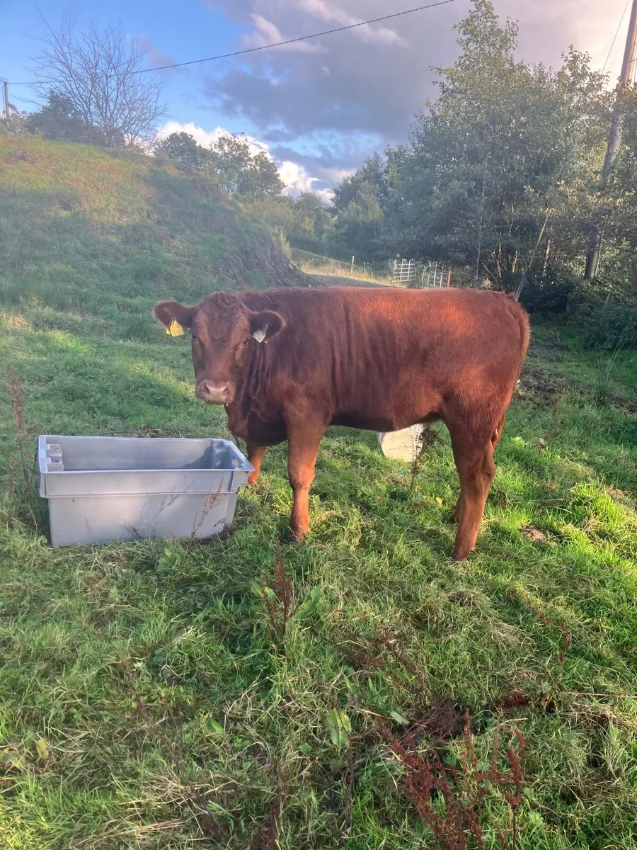 Heifer - Image 1