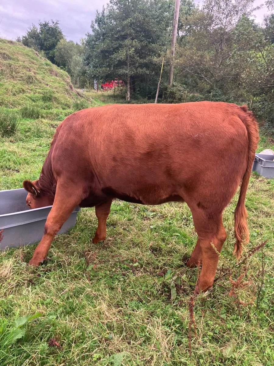 Heifer - Image 4