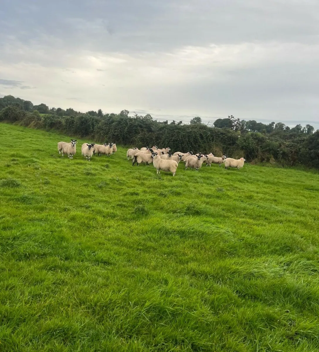 Mule ewe lambs - Image 2