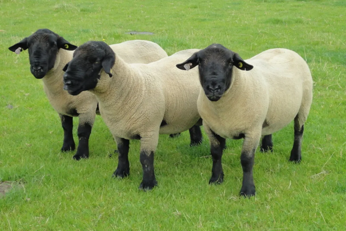 Munster Sheep Breeders