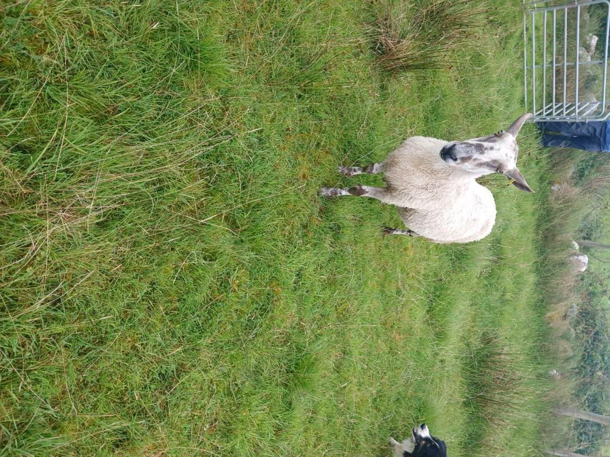Ram - Image 2