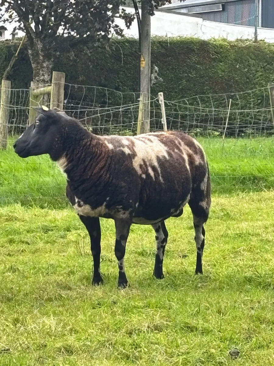 Sheep - Image 1