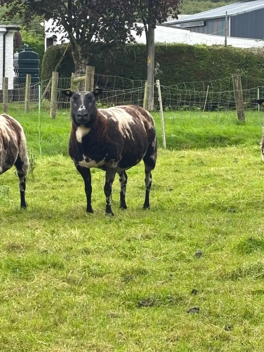 Sheep - Image 2