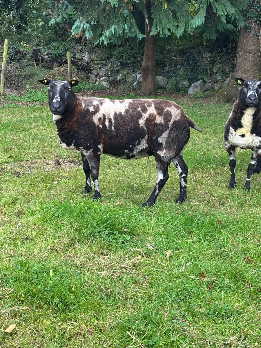 Sheep - Image 3