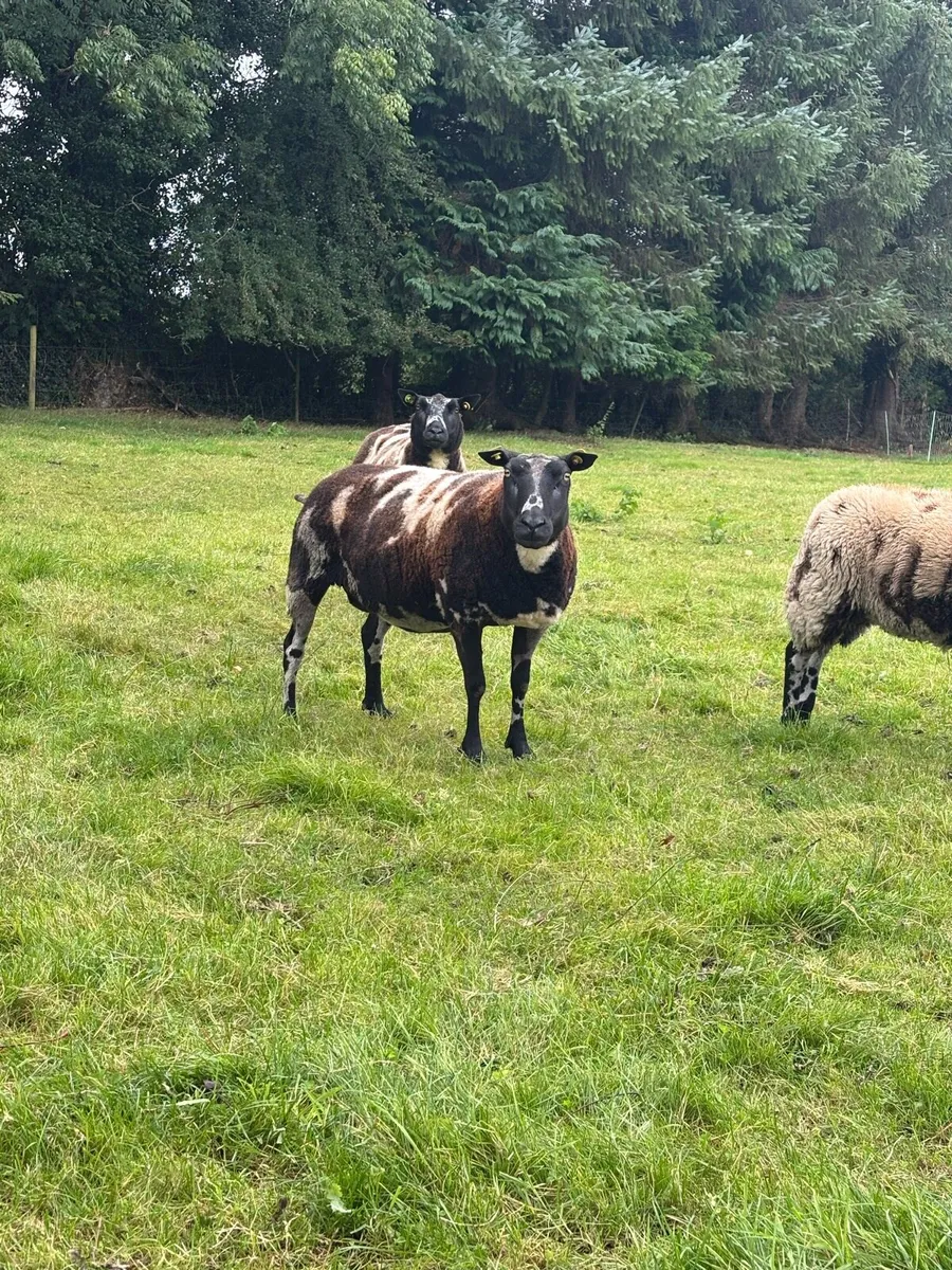 Sheep - Image 4