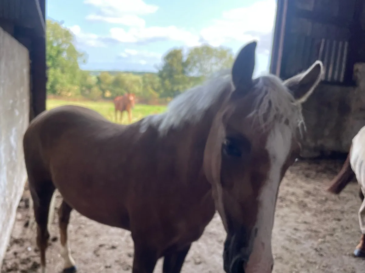 Show pony - Image 1