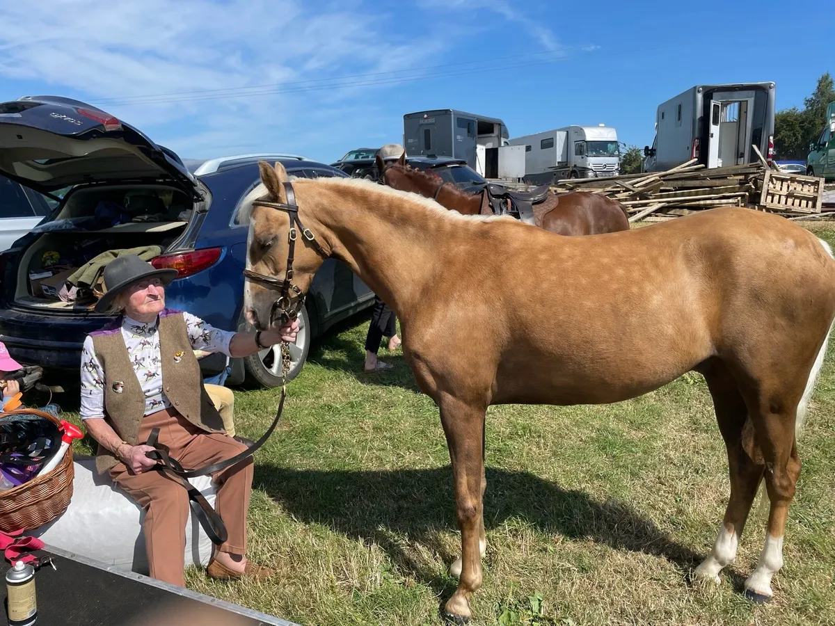 Show pony - Image 2