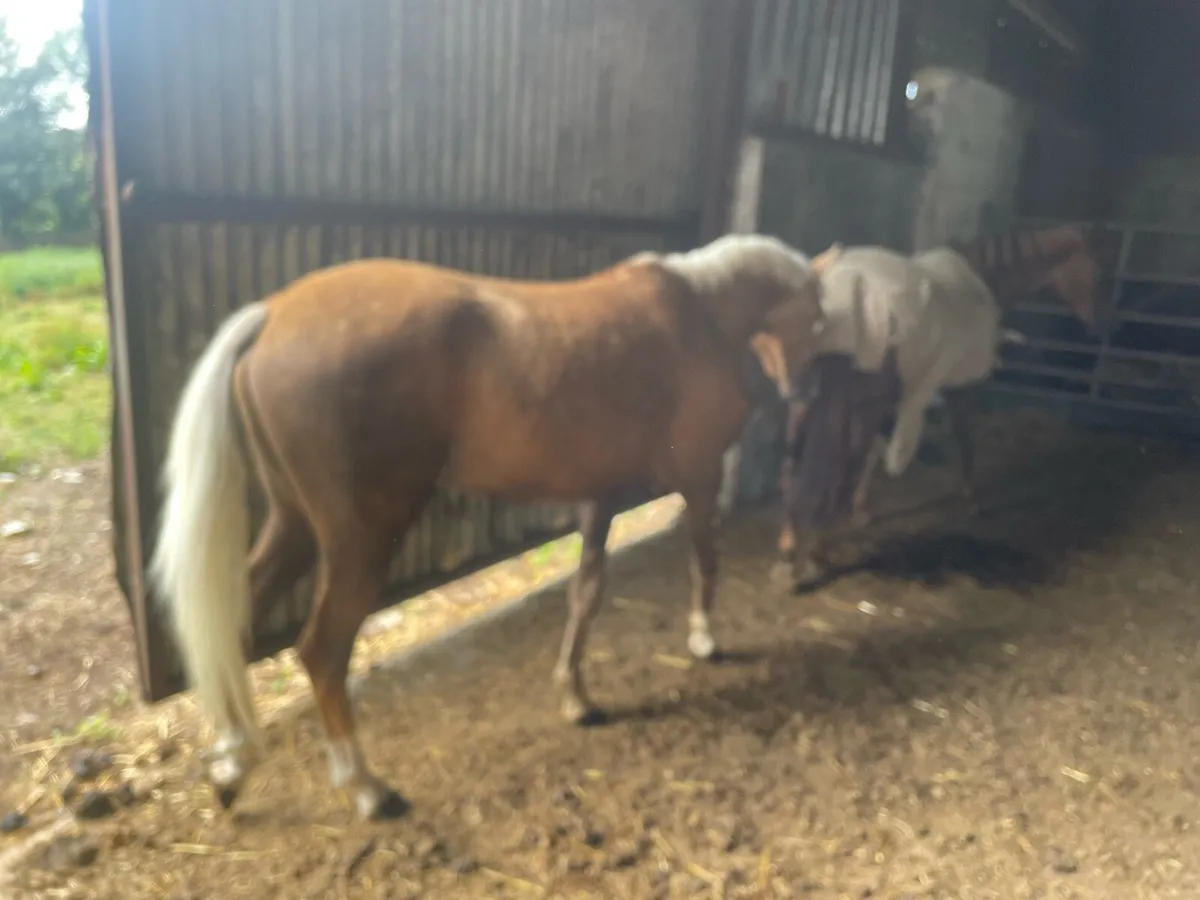 Show pony - Image 3