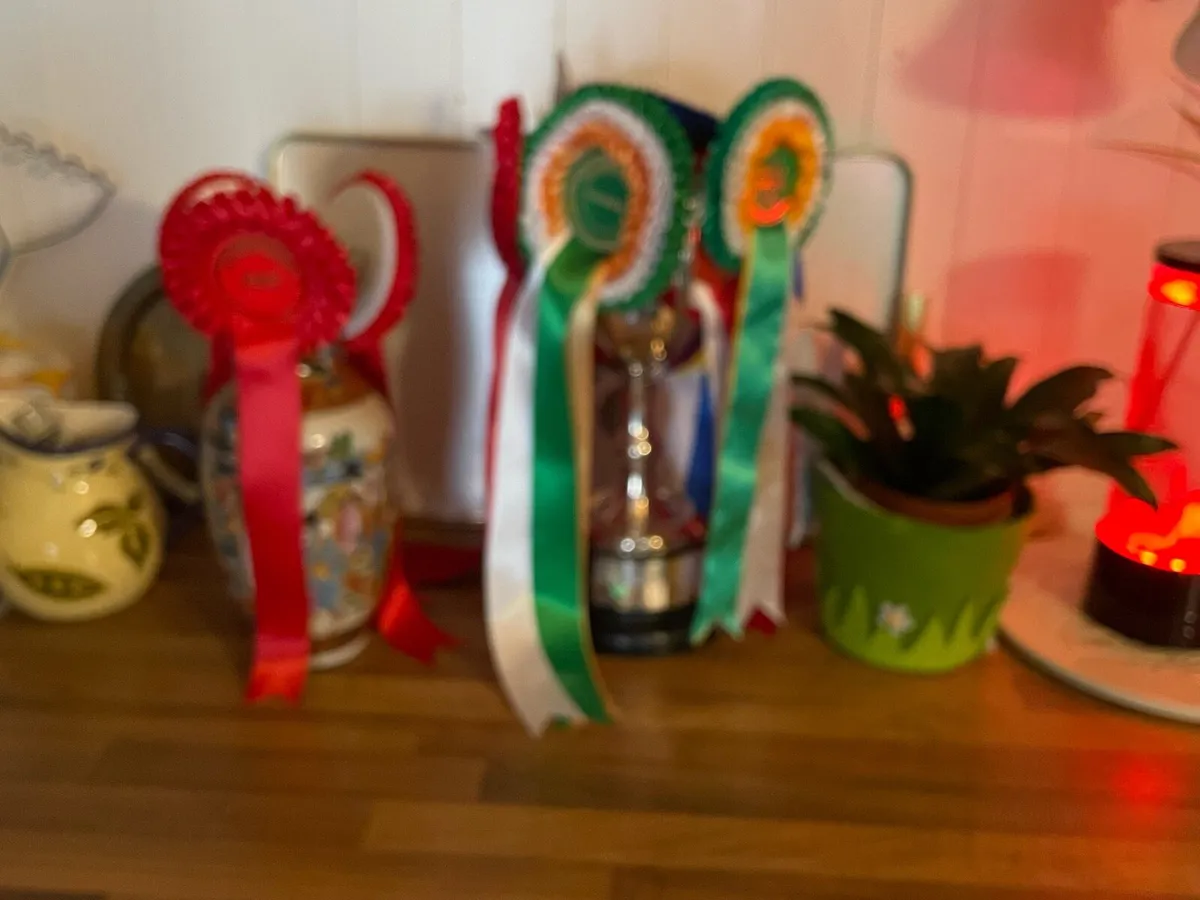 Show pony - Image 4