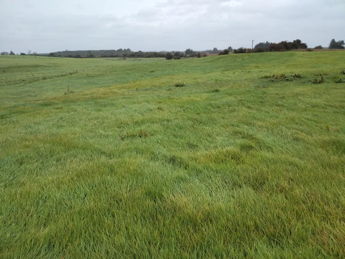 Grazing for sheep - Image 1