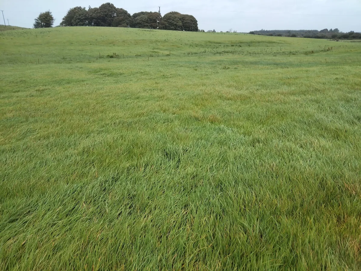Grazing for sheep - Image 2