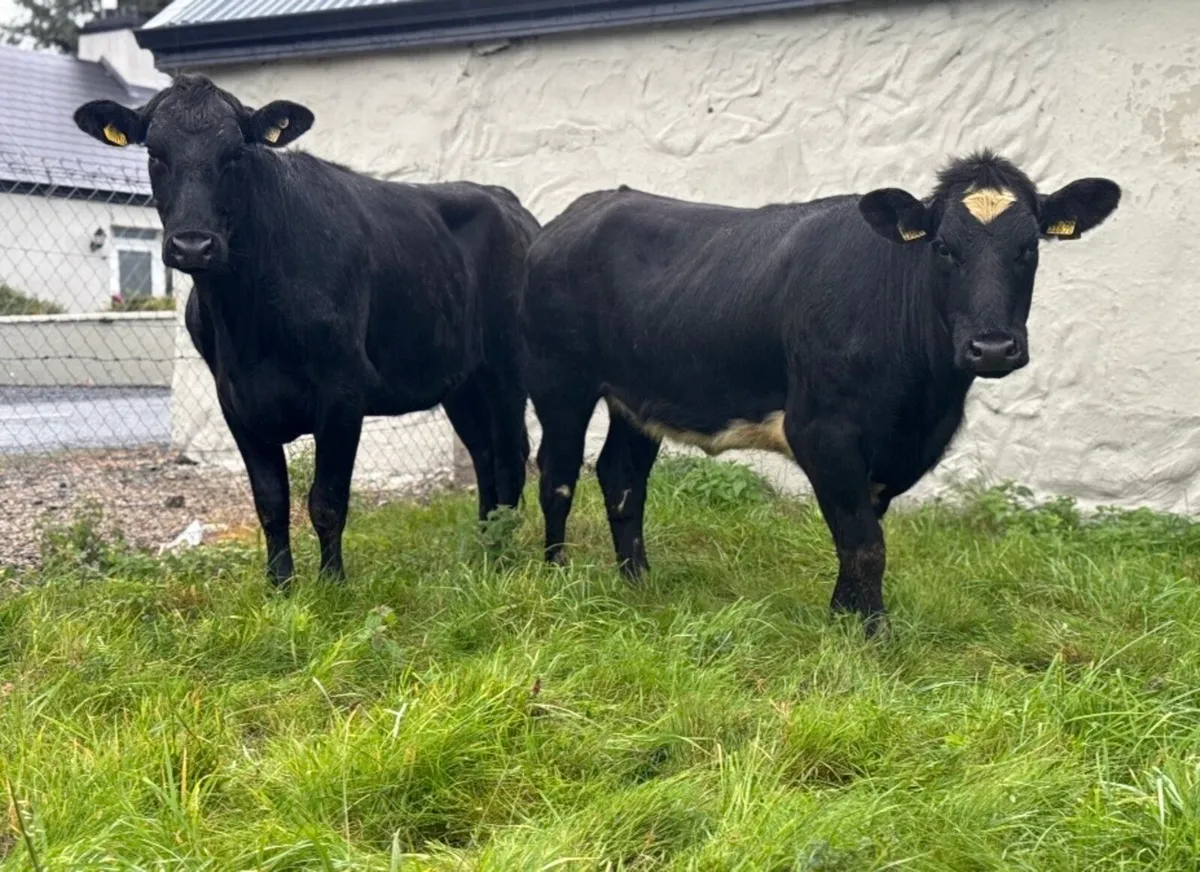 ⭐️2 Smashing Shorthorn/Angus Heifers⭐️ - Image 2