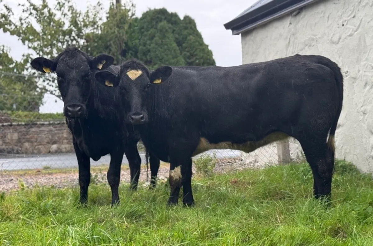 ⭐️2 Smashing Shorthorn/Angus Heifers⭐️ - Image 1