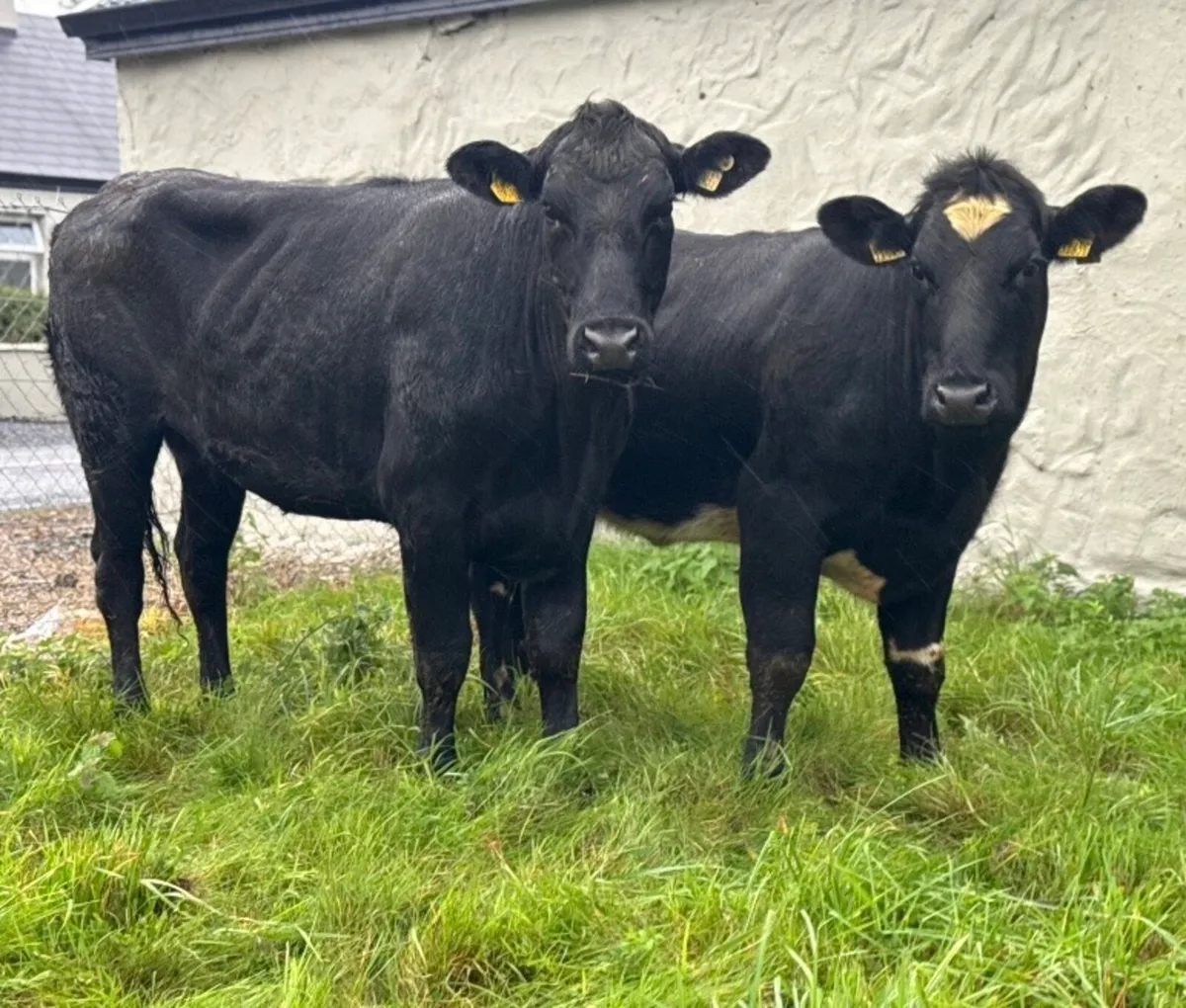 ⭐️2 Smashing Shorthorn/Angus Heifers⭐️ - Image 3