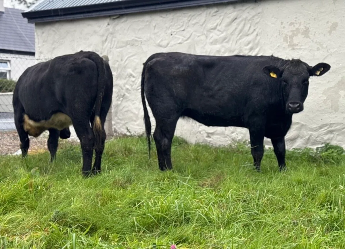 ⭐️2 Smashing Shorthorn/Angus Heifers⭐️ - Image 4